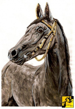 Portret konia