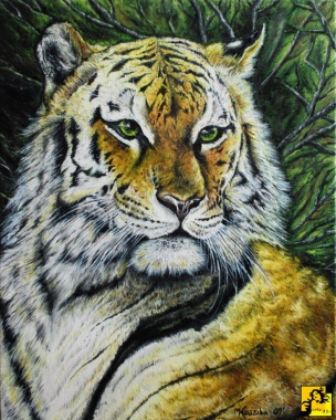Tygrys - portret