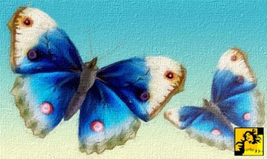 Błękitne motyle