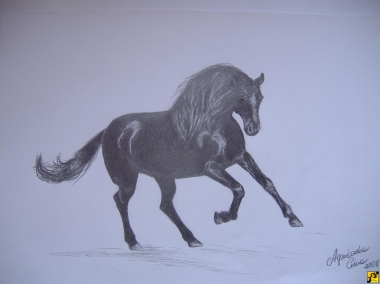 Koń szkic 1