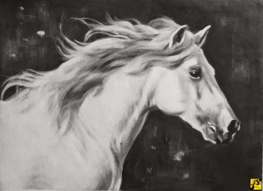 white arabian horse