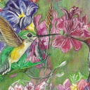 Kolibry