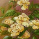 Herbaciane róże