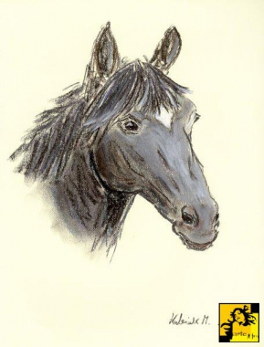 Głowa konia