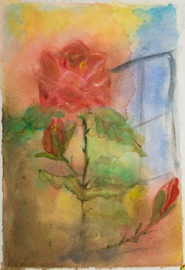 róża w oknie 1