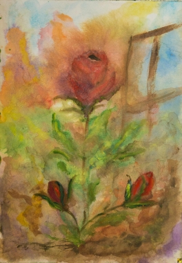róża w oknie 2