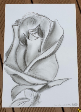 róża 