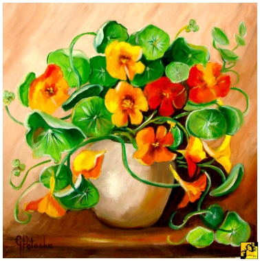 Nasturcje 40-40cm