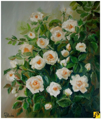 Róże 60-50cm