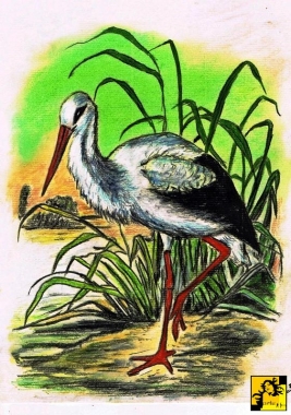 Bociek