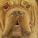 mastiff - portret