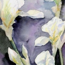 Irysy białe na fioletowym tle