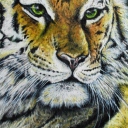 Tygrys - portret
