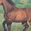 Koń 2