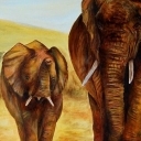 Slonie afrykańskie