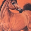 Koń arabski
