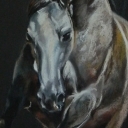 Grey horse