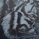 tygrys grawerowany na szkle