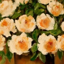 Róże 50-50cm