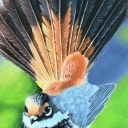 Ptaszek